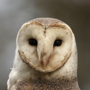 Tyto alba at Fyshwick, ACT - 12 Sep 2019 08:59 AM