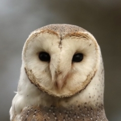 Tyto alba at Fyshwick, ACT - 12 Sep 2019