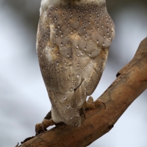 Tyto alba at Fyshwick, ACT - 12 Sep 2019