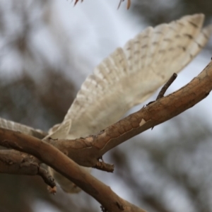 Tyto alba at Fyshwick, ACT - 12 Sep 2019 08:59 AM