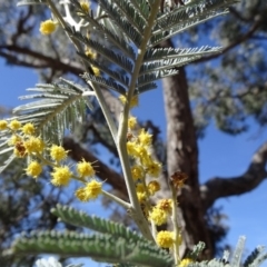 Acacia dealbata subsp. dealbata (Silver Wattle) at Carwoola, NSW - 11 Sep 2019 by JanetRussell