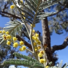 Acacia dealbata subsp. dealbata (Silver Wattle) at Stony Creek Nature Reserve - 11 Sep 2019 by JanetRussell