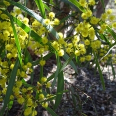 Acacia (genus) (A Wattle) at Carwoola, NSW - 11 Sep 2019 by JanetRussell