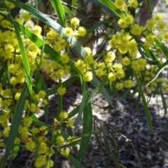 Acacia sp. (A Wattle) at Carwoola, NSW - 11 Sep 2019 by JanetRussell