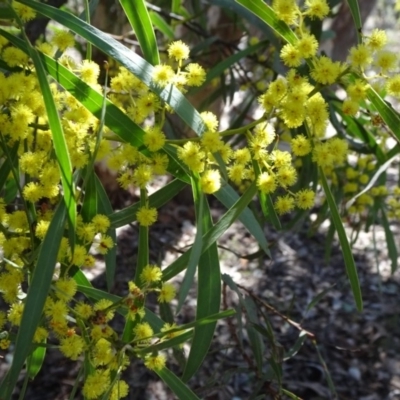 Acacia (genus) (A Wattle) at Carwoola, NSW - 11 Sep 2019 by JanetRussell