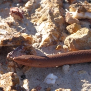 Lialis burtonis at Yass River, NSW - 13 Sep 2019 03:27 PM