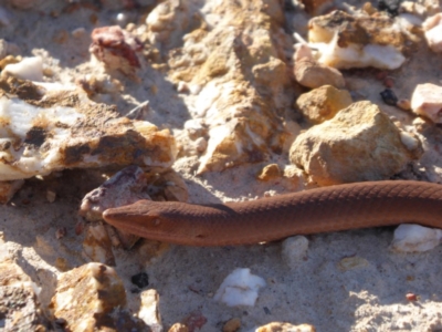 Lialis burtonis (Burton's Snake-lizard) at Yass River, NSW - 13 Sep 2019 by SenexRugosus