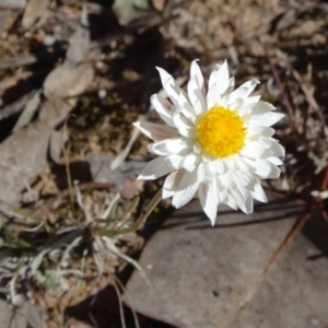 Leucochrysum albicans subsp. tricolor at Carwoola, NSW - 11 Sep 2019