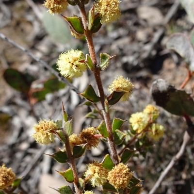 Acacia gunnii (Ploughshare Wattle) at Stony Creek Nature Reserve - 11 Sep 2019 by JanetRussell