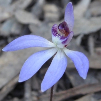 Cyanicula caerulea (Blue Fingers, Blue Fairies) at Yass River, NSW - 13 Sep 2019 by SenexRugosus