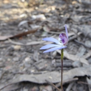 Cyanicula caerulea at Yass River, NSW - suppressed