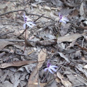 Cyanicula caerulea at Yass River, NSW - suppressed