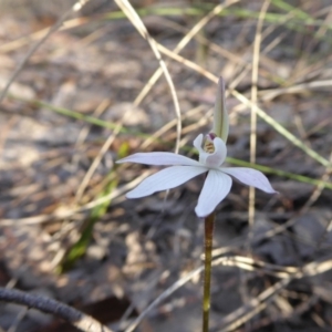 Caladenia fuscata at Yass River, NSW - suppressed