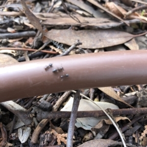 Crematogaster sp. (genus) at Aranda, ACT - 13 Sep 2019