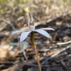Caladenia fuscata (Dusky Fingers) at Yass River, NSW - 13 Sep 2019 by SenexRugosus