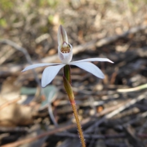 Caladenia fuscata at Yass River, NSW - suppressed