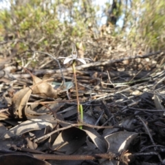 Caladenia fuscata at Yass River, NSW - suppressed