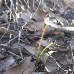 Caladenia fuscata at Yass River, NSW - suppressed