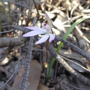 Caladenia fuscata at Yass River, NSW - suppressed