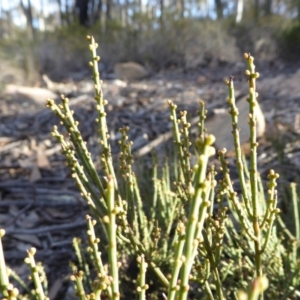 Choretrum pauciflorum at Yass River, NSW - 13 Sep 2019