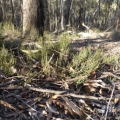 Choretrum pauciflorum at Yass River, NSW - 13 Sep 2019