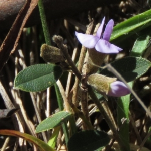 Hovea heterophylla at Rendezvous Creek, ACT - 13 Sep 2019
