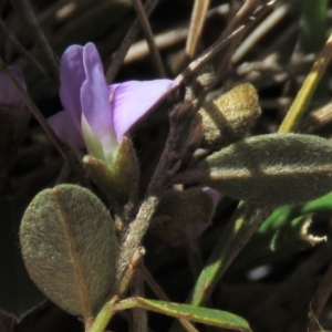 Hovea heterophylla at Rendezvous Creek, ACT - 13 Sep 2019