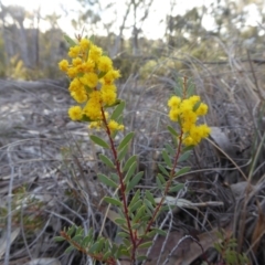 Acacia buxifolia subsp. buxifolia (Box-leaf Wattle) at Yass River, NSW - 13 Sep 2019 by SenexRugosus