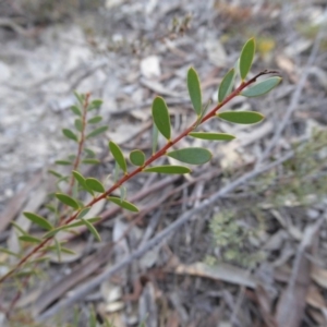 Acacia buxifolia subsp. buxifolia at Yass River, NSW - 13 Sep 2019