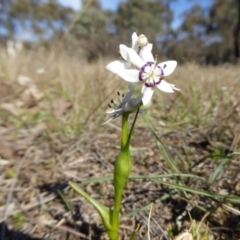 Wurmbea dioica subsp. dioica (Early Nancy) at Yass River, NSW - 13 Sep 2019 by SenexRugosus