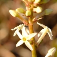Stackhousia monogyna (Creamy Candles) at Woodstock Nature Reserve - 13 Sep 2019 by Kurt