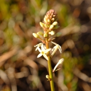 Stackhousia monogyna at Dunlop, ACT - 13 Sep 2019 05:03 PM