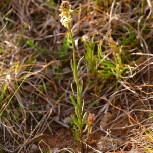 Stackhousia monogyna at Dunlop, ACT - 13 Sep 2019 05:03 PM