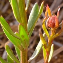 Stackhousia monogyna at Dunlop, ACT - 13 Sep 2019