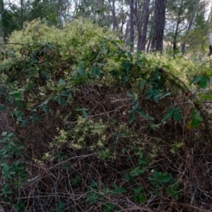 Clematis leptophylla at Dunlop, ACT - 13 Sep 2019