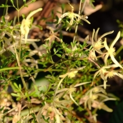 Clematis leptophylla at Dunlop, ACT - 13 Sep 2019