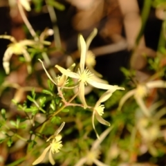 Clematis leptophylla at Dunlop, ACT - 13 Sep 2019