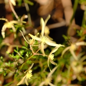 Clematis leptophylla at Dunlop, ACT - 13 Sep 2019 04:49 PM