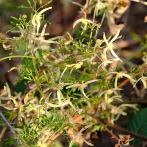 Clematis leptophylla at Dunlop, ACT - 13 Sep 2019 04:49 PM