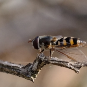 Melangyna viridiceps at Dunlop, ACT - 13 Sep 2019 03:52 PM