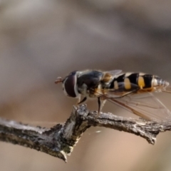 Melangyna viridiceps (Hover fly) at Dunlop, ACT - 13 Sep 2019 by Kurt