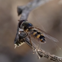 Melangyna viridiceps at Dunlop, ACT - 13 Sep 2019 03:52 PM