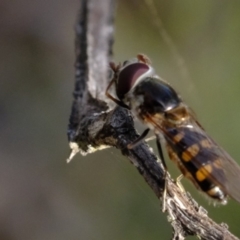 Melangyna viridiceps at Dunlop, ACT - 13 Sep 2019 03:52 PM