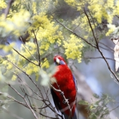 Platycercus elegans (Crimson Rosella) at Paddys River, ACT - 7 Sep 2019 by JimL