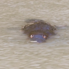 Ornithorhynchus anatinus (Platypus) at Paddys River, ACT - 7 Sep 2019 by JimL