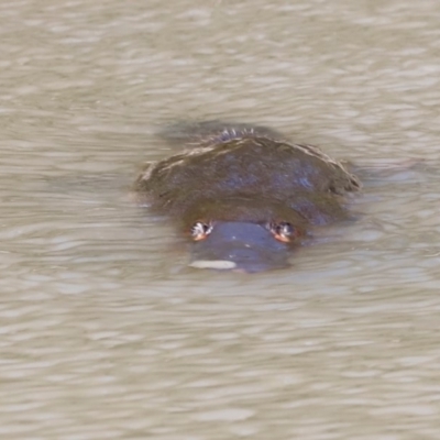 Ornithorhynchus anatinus (Platypus) at Paddys River, ACT - 7 Sep 2019 by Cricket