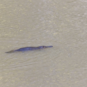 Ornithorhynchus anatinus at Paddys River, ACT - 7 Sep 2019