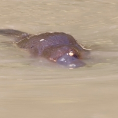 Ornithorhynchus anatinus at Paddys River, ACT - 7 Sep 2019