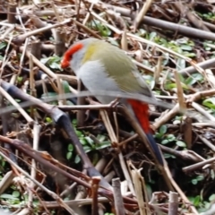 Neochmia temporalis (Red-browed Finch) at Tidbinbilla Nature Reserve - 7 Sep 2019 by Cricket