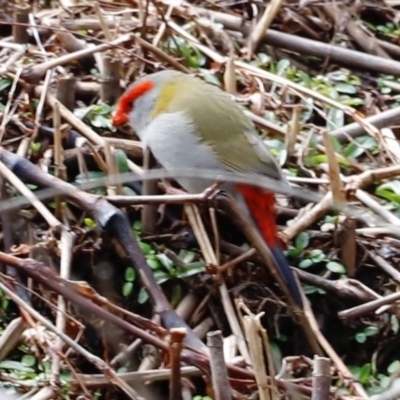 Neochmia temporalis (Red-browed Finch) at Tidbinbilla Nature Reserve - 7 Sep 2019 by Cricket
